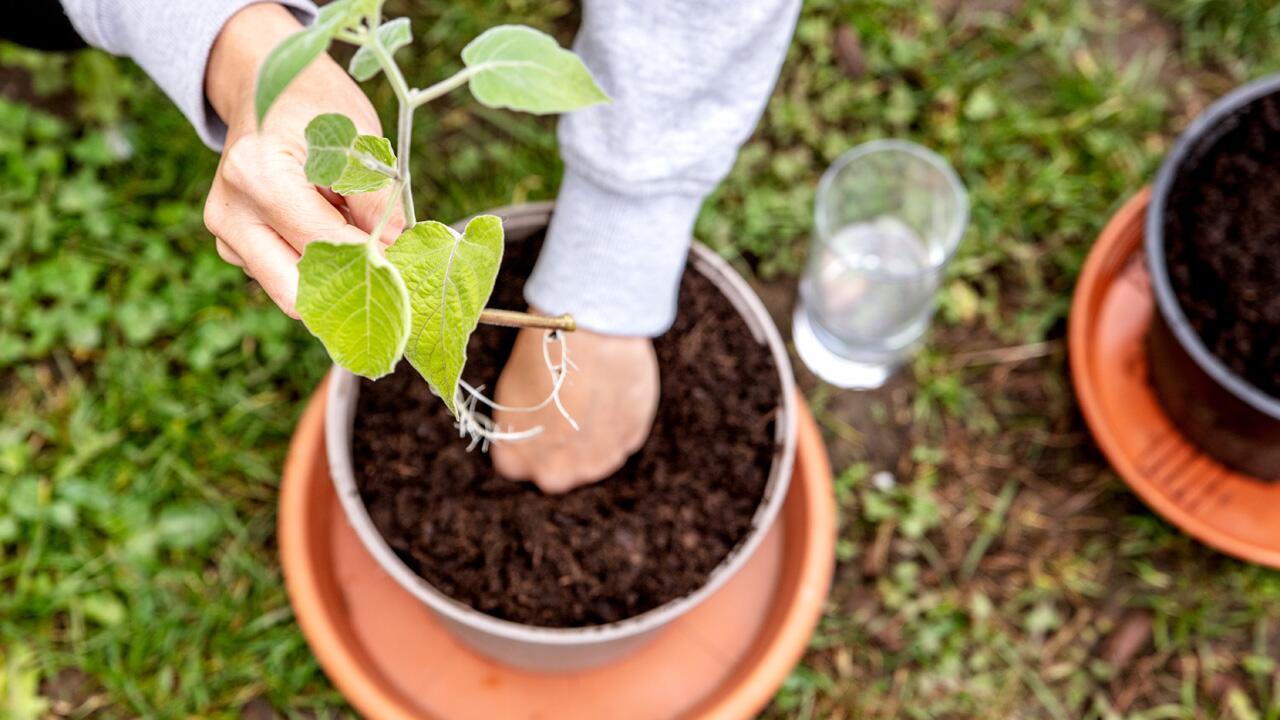 So vermehrt man seine Lieblingspflanzen aus Garten und Haus