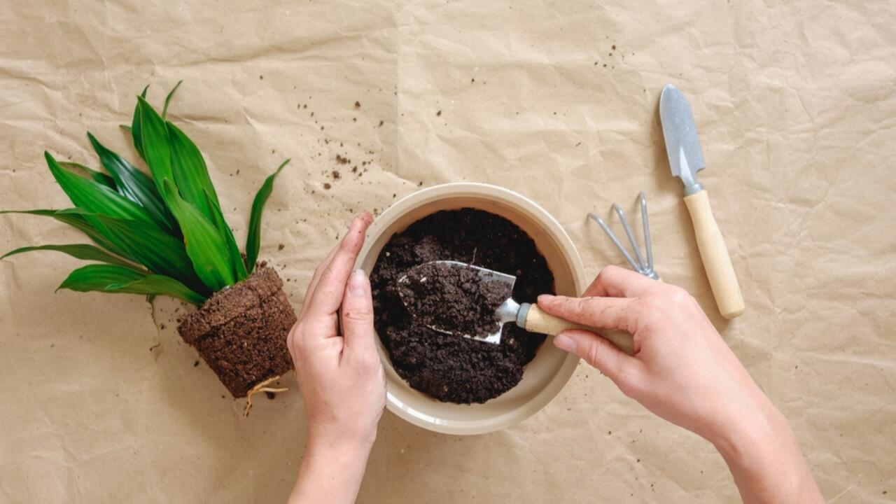 Sollte man Blumenerde vorm Umtopfen in der Mikrowelle erwärmen?