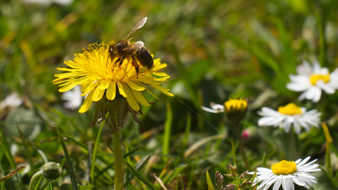 Löwenzahn: Entfernen oder einfach wachsen lassen? Löwenzahn: Entfernen oder einfach wachsen lassen?