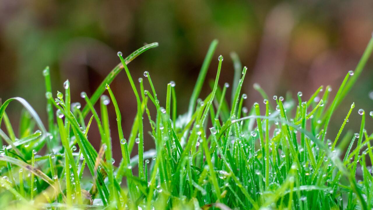 Soll man nassen Rasen mähen? Wir haben Experten gefragt