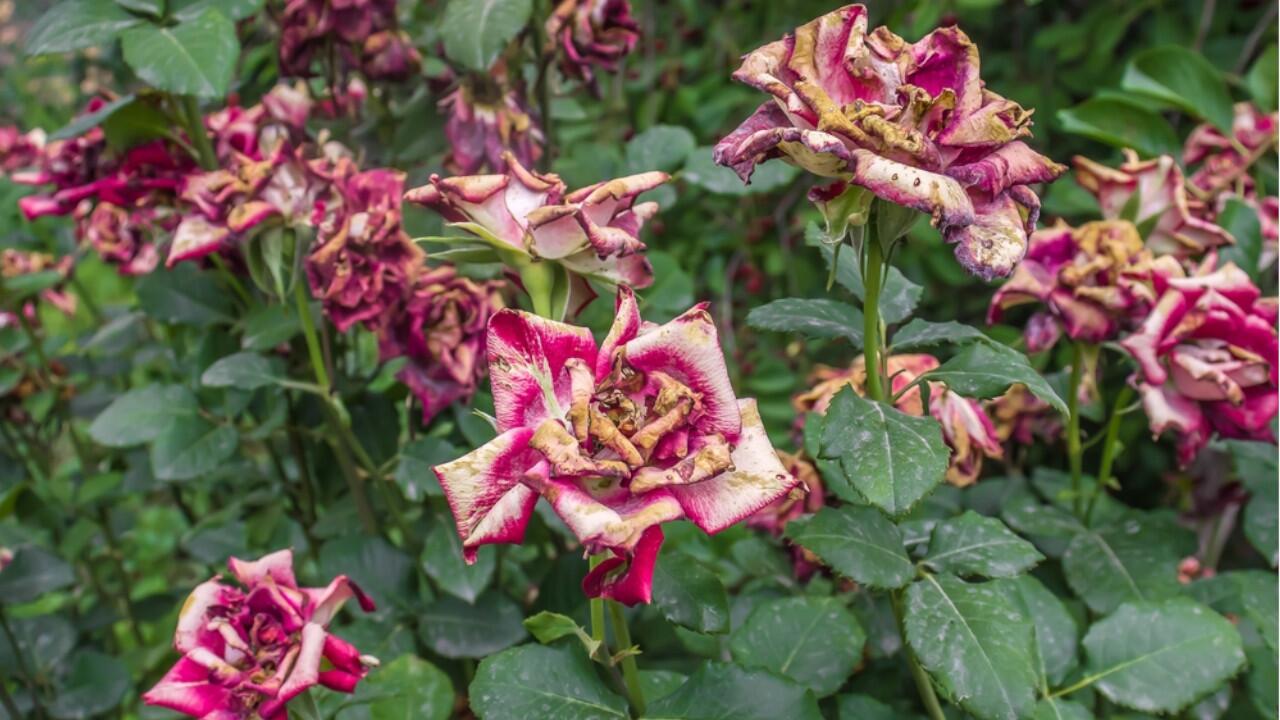 Sollten Sie Rosen schneiden, wenn sie verblüht sind?