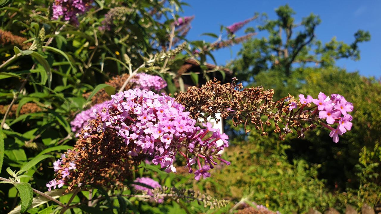 Sommerflieder schneiden: Verwelkte Blüten nicht am Strauch lassen