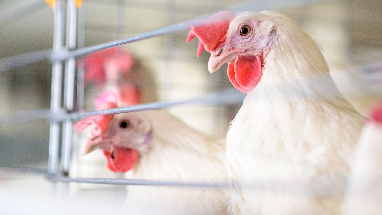 Sorge vor einem Überspringen der Vogelgrippe auf den Menschen 