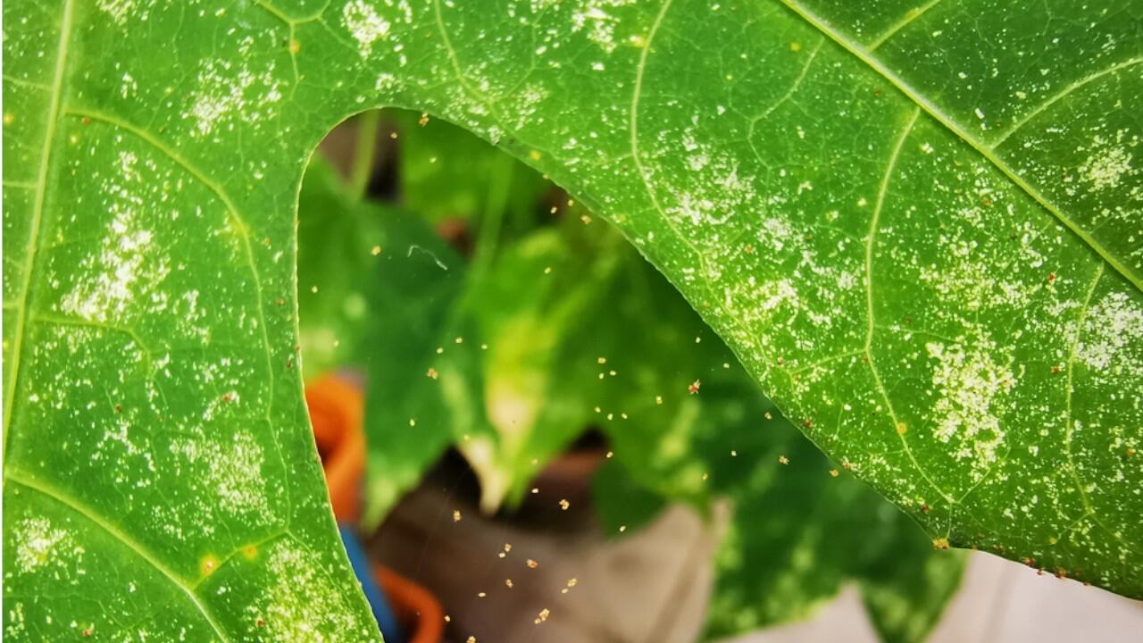 Spinnmilben hinterlassen gelblich-weiße Sprenkel auf den Blättern der Pflanzen.