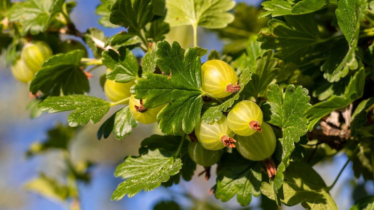 Stachelbeeren wachsen am Strauch, es gibt sie in Grün, Gelb und Rot.