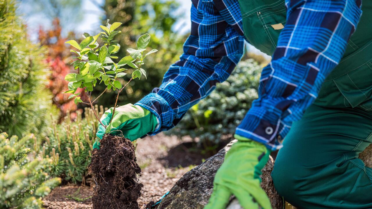 Starthilfe für die Natur: Ein schönes Beet anlegen