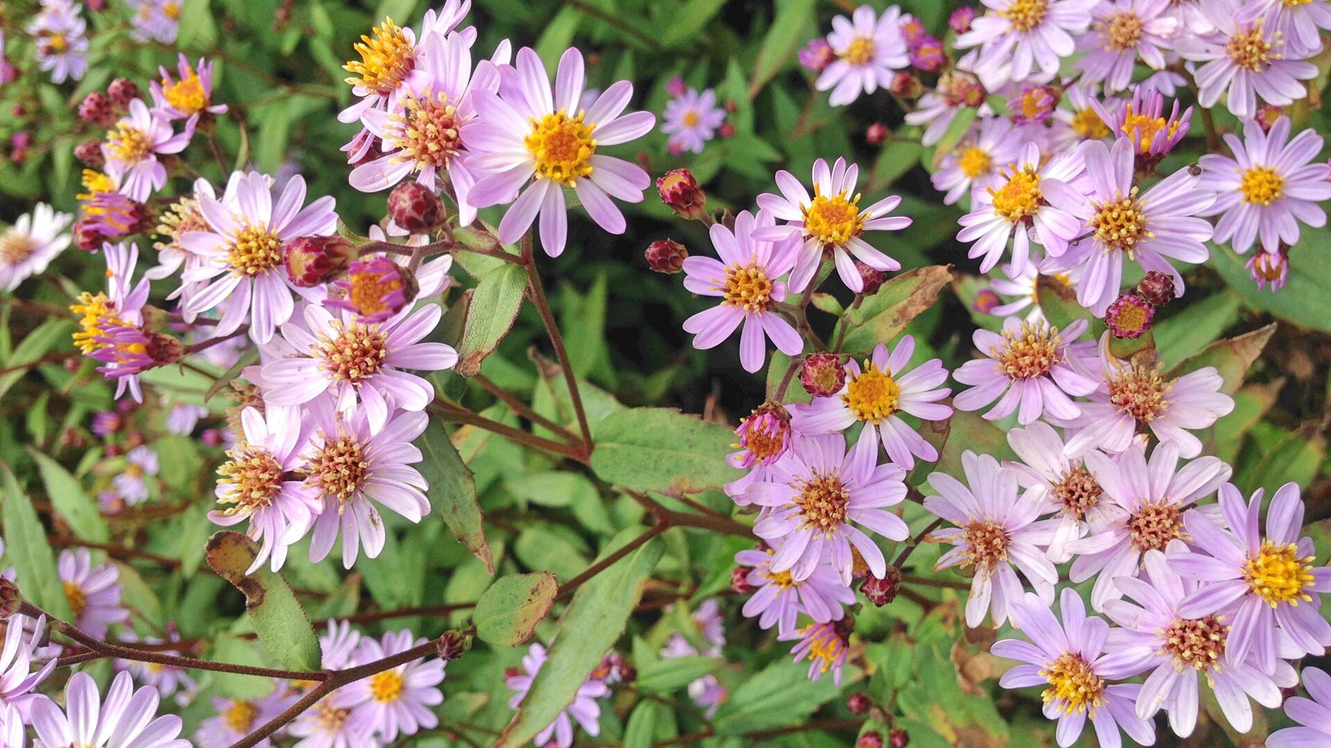 Staude des Jahres 2026: Endlich eine Pflanze, die Bienen lieben und Schnecken hassen!
