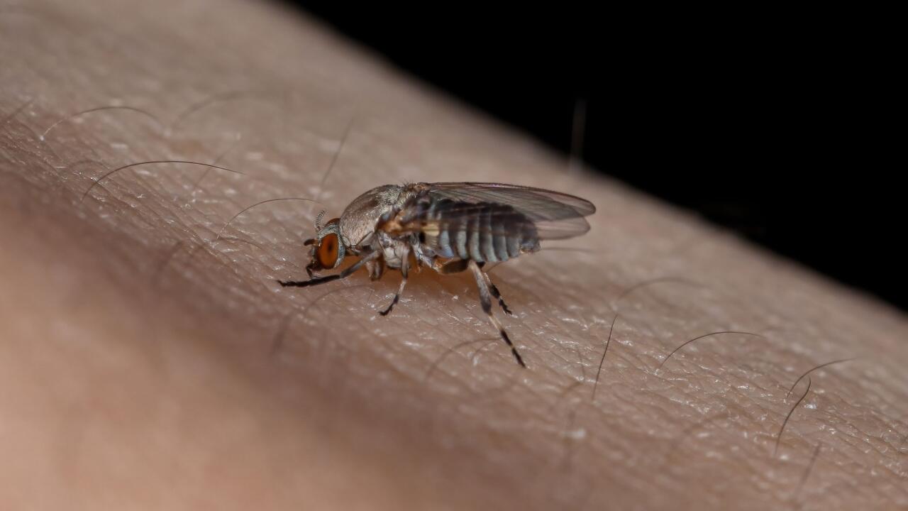 Stiche von Kriebelmücken tun weh - und können gefährlich für Mensch und Tier sein. Forschende warnen nun vor einer Zunahme der Insekten.