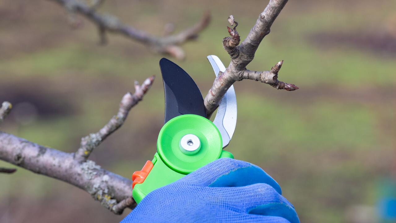 Sträucher und Gehölze schneiden: Rückschnitt im frühen Frühling