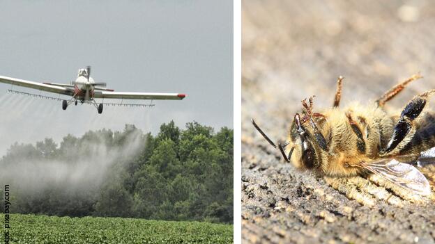 Studie: Glyphosat möglicher Grund für Bienensterben