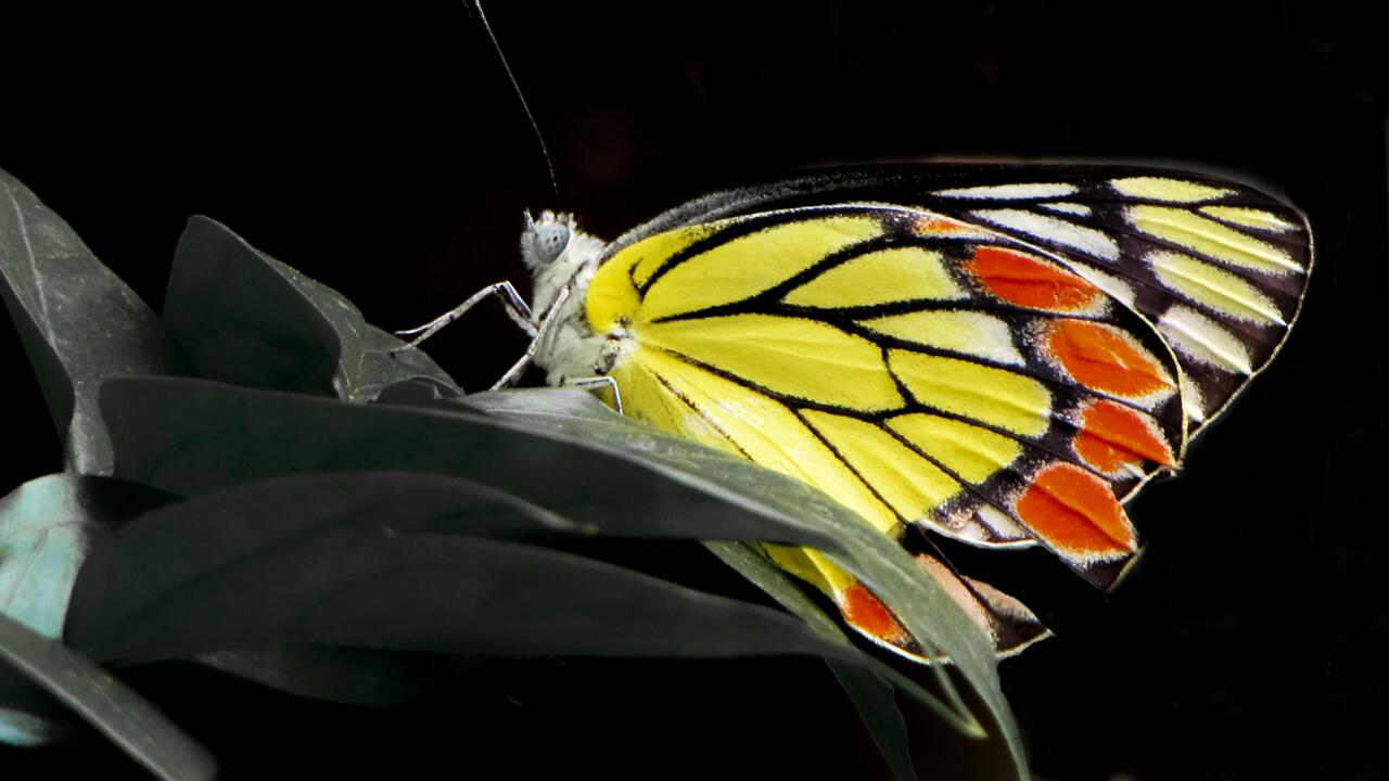 Studie: Insekten weltweit nicht ausreichend geschützt