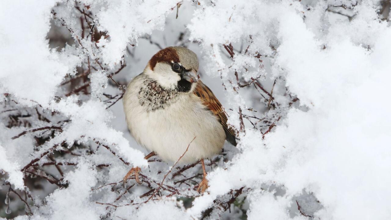 "Stunde der Wintervögel": Haussperling am häufigsten gesichtet