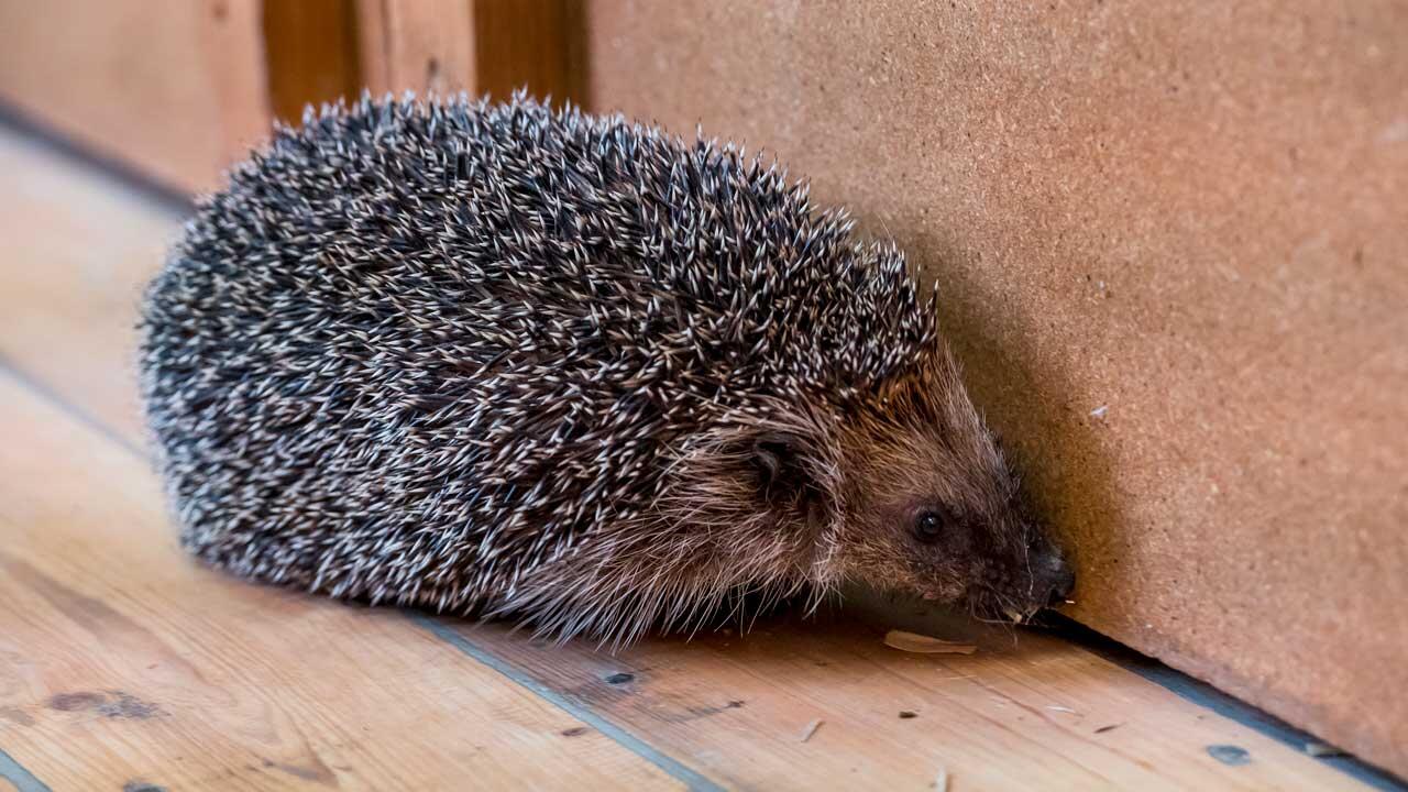 Tierschützer: Viele abgemagerte und verletzte Igel in Tierheimen 