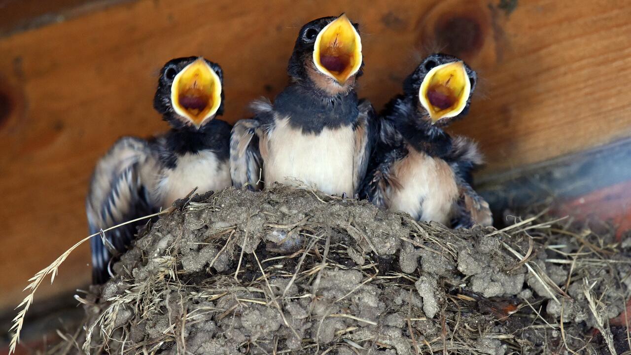 Tierschutz: Schwalben mit Lehmpfütze im Garten helfen 