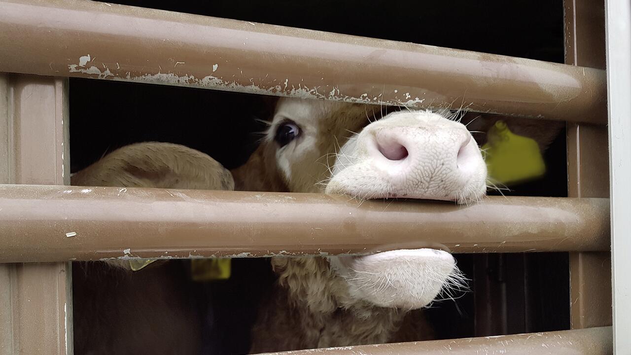 Tiertransporte sind mit dem Leid von Tieren verbunden.