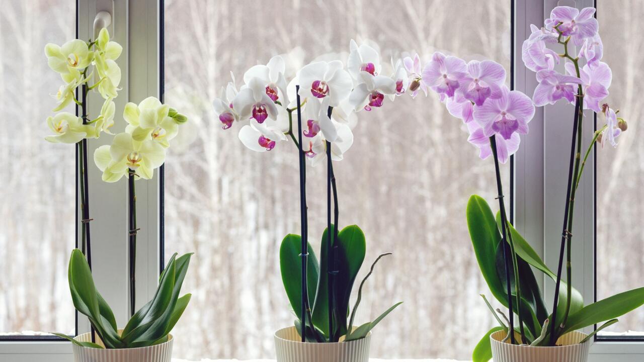 Tipps, wie Orchideen wieder blühen