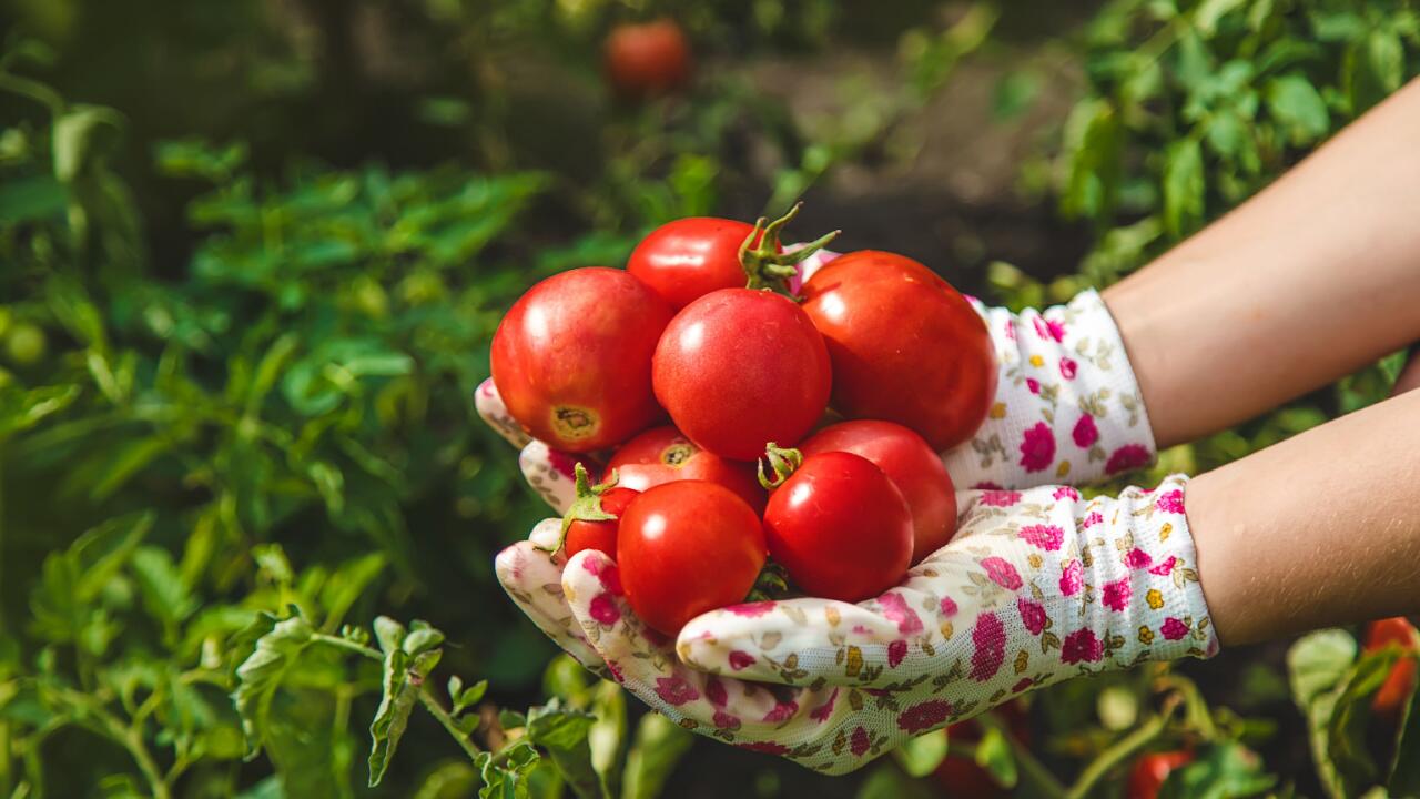 Tomaten anbauen: Tipps für gesunde Tomatenpflanzen