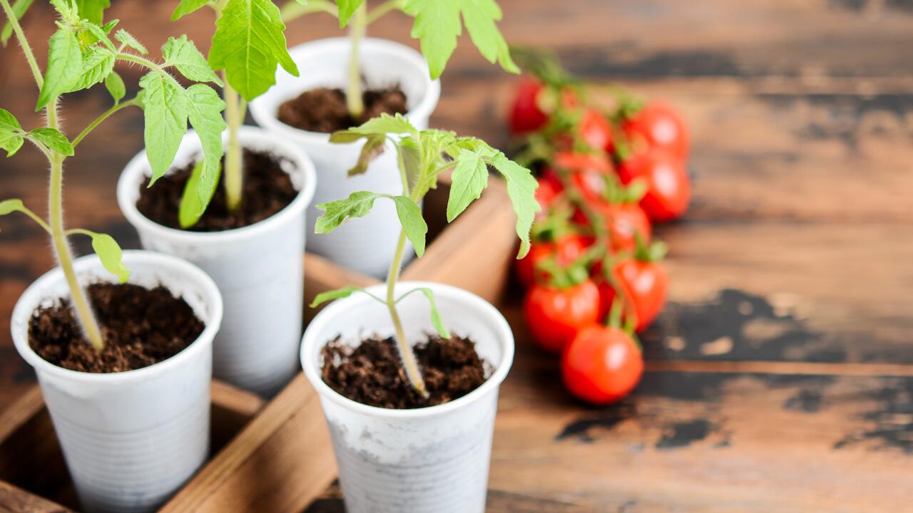 Tomaten säen und pflegen funktioniert mit ein paar Tricks ganz einfach.