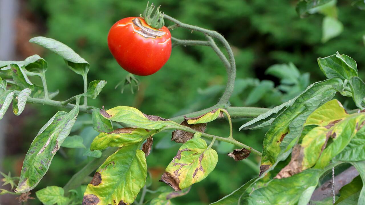 Tomatenfäule: Daran erkennen Sie die Kraut- und Braunfäule bei Tomaten