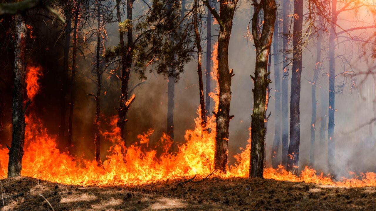 Trockenheit: Was tun bei Waldbrandgefahr?