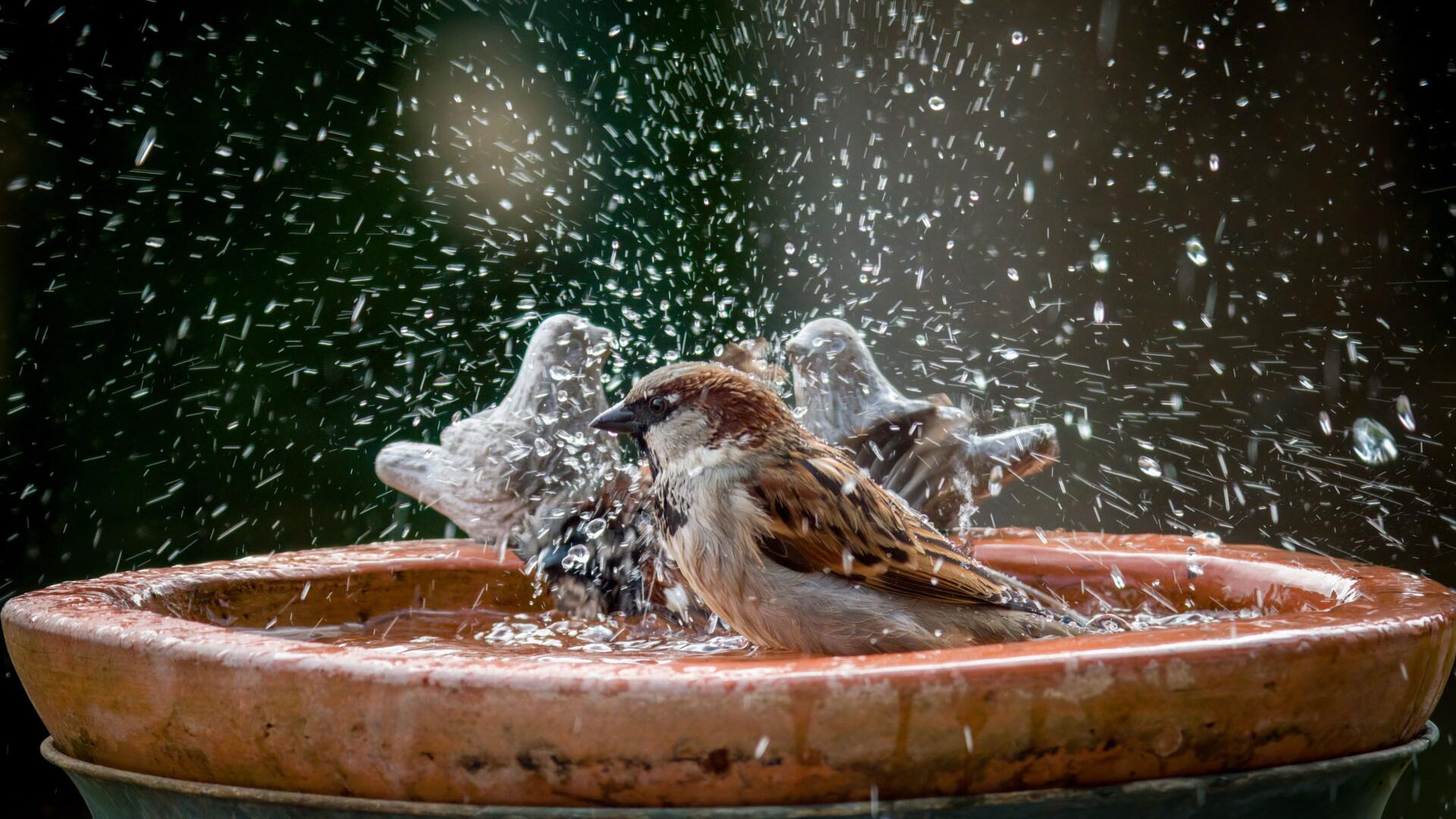 Trockenheit im Sommer: Diese einfachen Tricks helfen Wildtieren