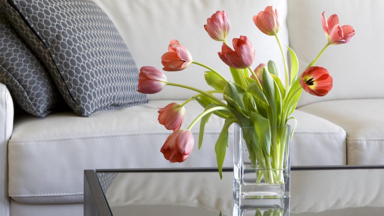 Tulpen gibt es in vielen Farben zu kaufen – mit einigen Pflegetipps halten Tulpen zuhause noch länger.