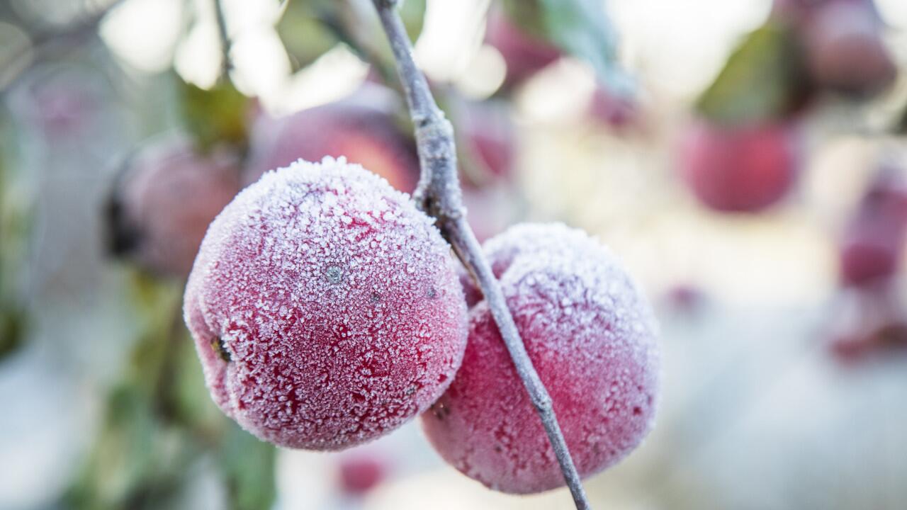 Überwintern von Obstbäumen auf dem Balkon: Einen Fehler sollten Sie vermeiden