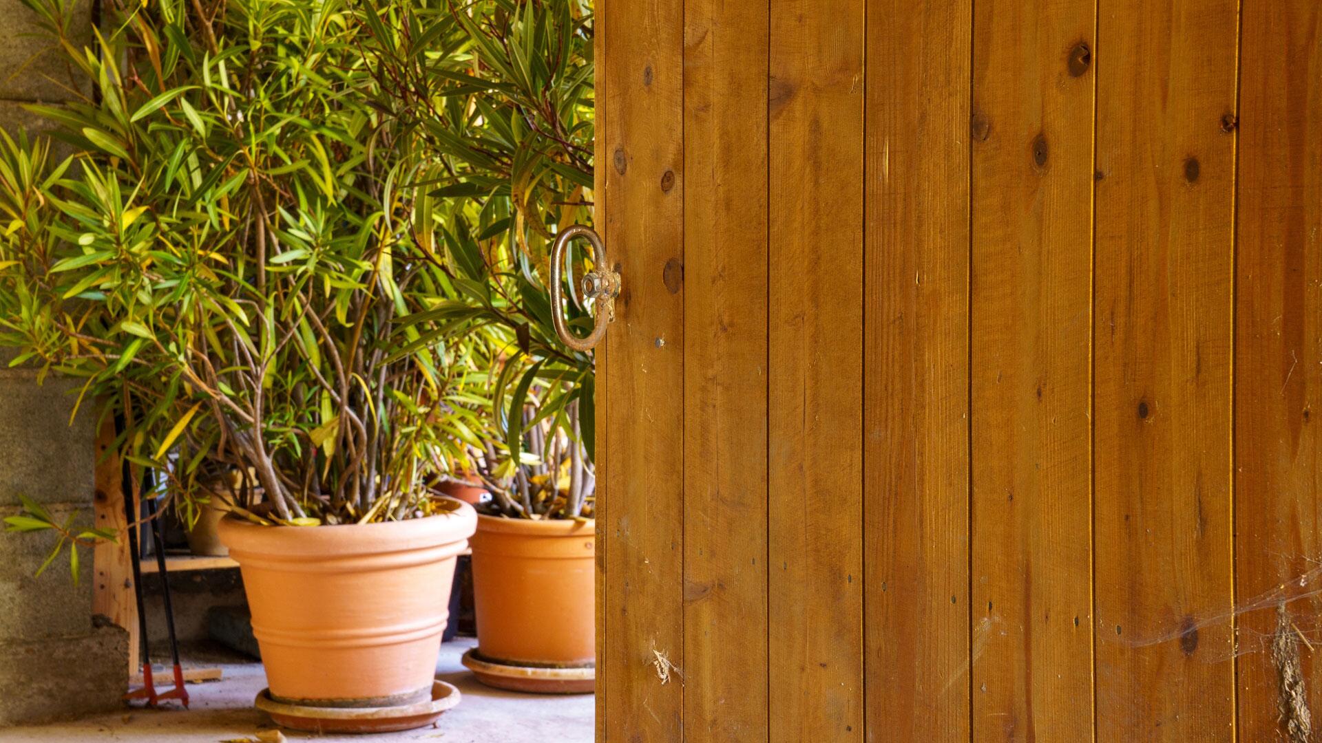 Überwintern von Pflanzen: 6 Fallen und wie Sie sie vermeiden Überwintern von Pflanzen: 6 Fallen und wie Sie sie vermeiden