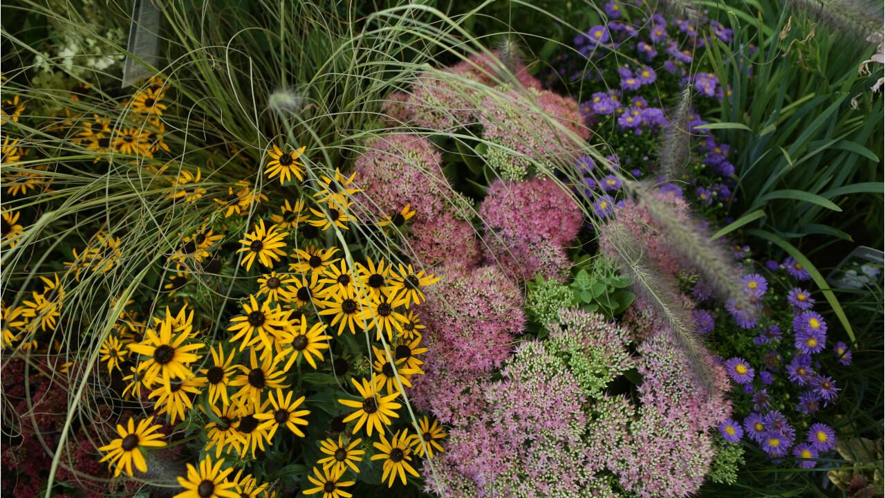 Üppig blühende Blumenbeete müssen kein Wunschtraum bleiben.