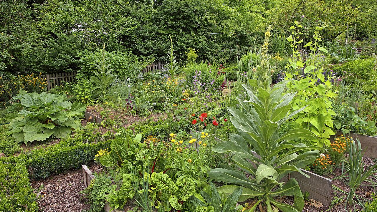 Üppig, farbenfroh und bunt durcheinander – so darf ein gesunder Bauerngarten aussehen.