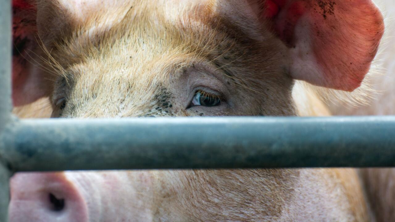 Umbau der Tierhaltung: Milliardenhilfe für Tierwohl startet 