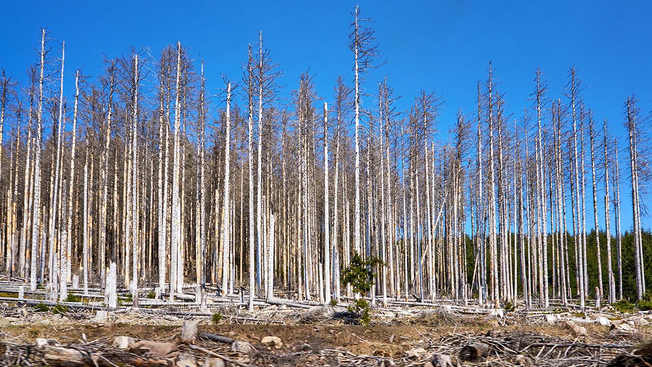 Unsere Wälder sind krank: Umweltverbände fordern konsequenteres Handeln.