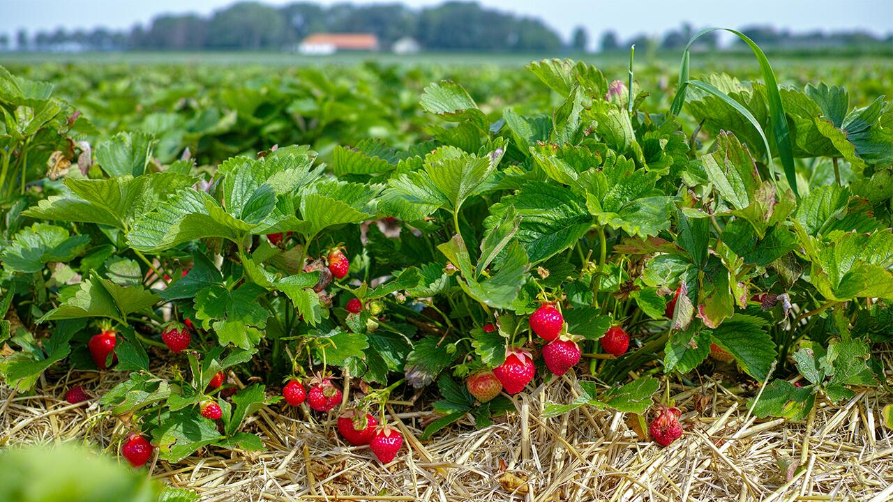 Verschwendung von Erdbeeren 