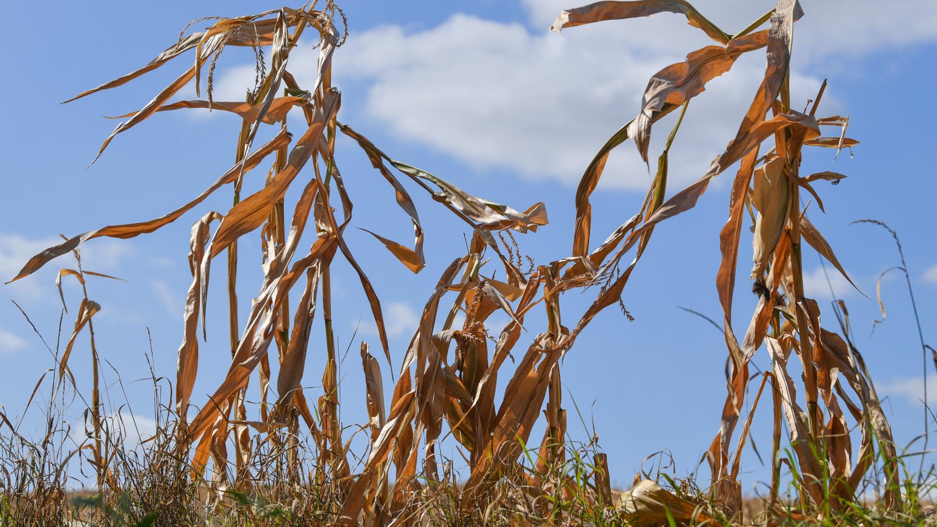 Meteorologie-Institut: Europa droht "außergewöhnlich" heißer Sommer