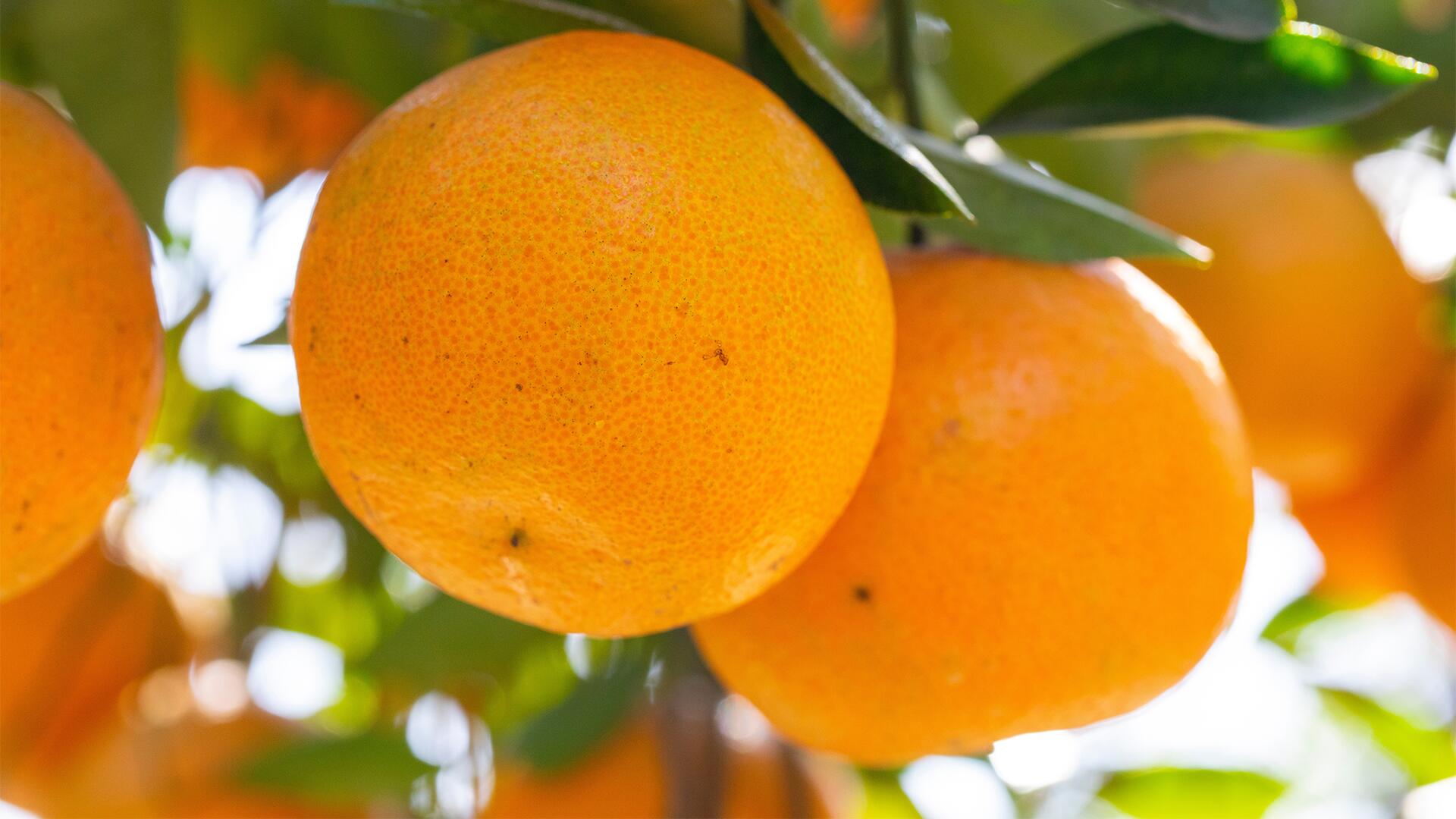 Vitamin-C-Bombe? Sind Orangen wirklich ein guter Wintersnack?