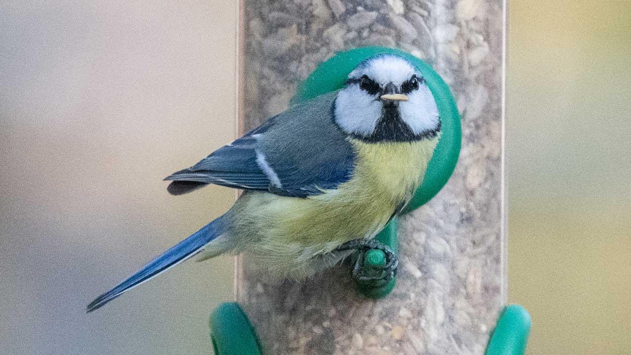 Vögel im Sommer richtig füttern 