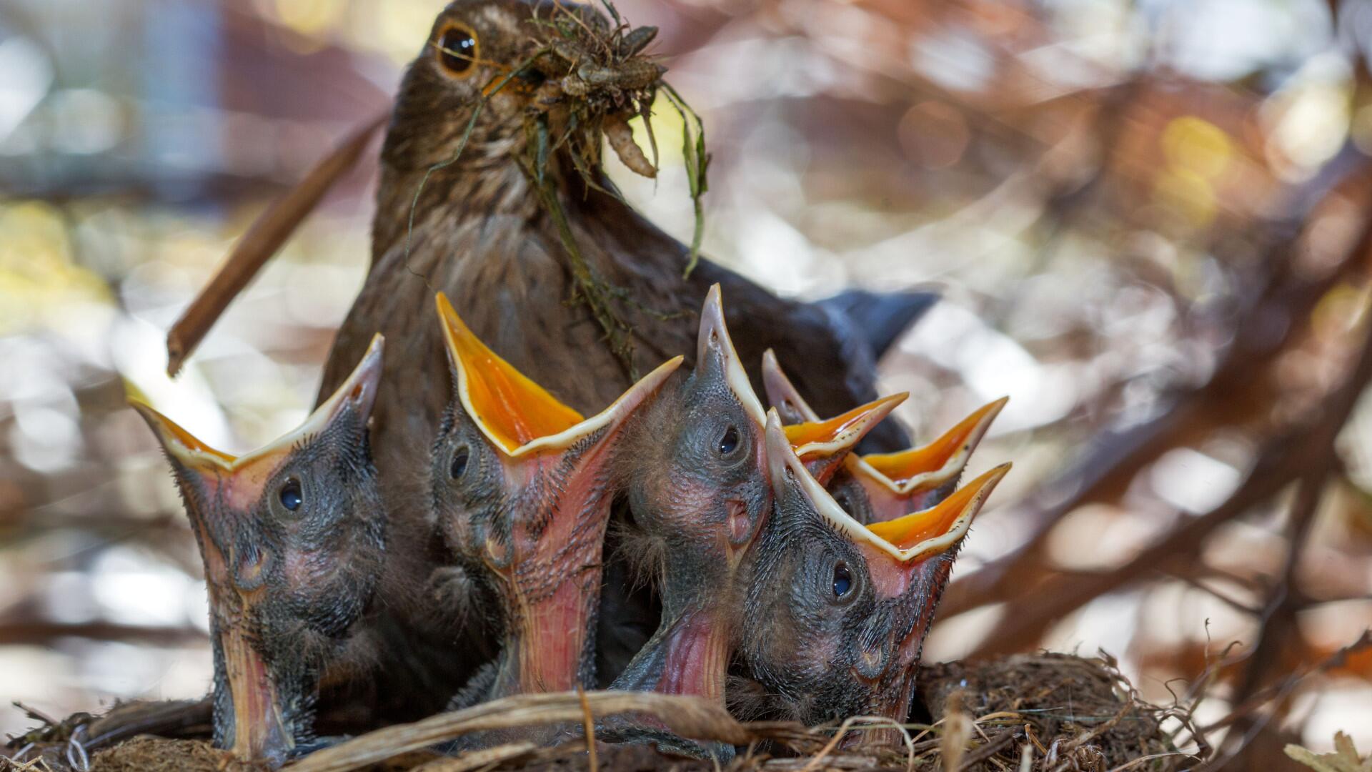 Vögel im Sommer richtig füttern