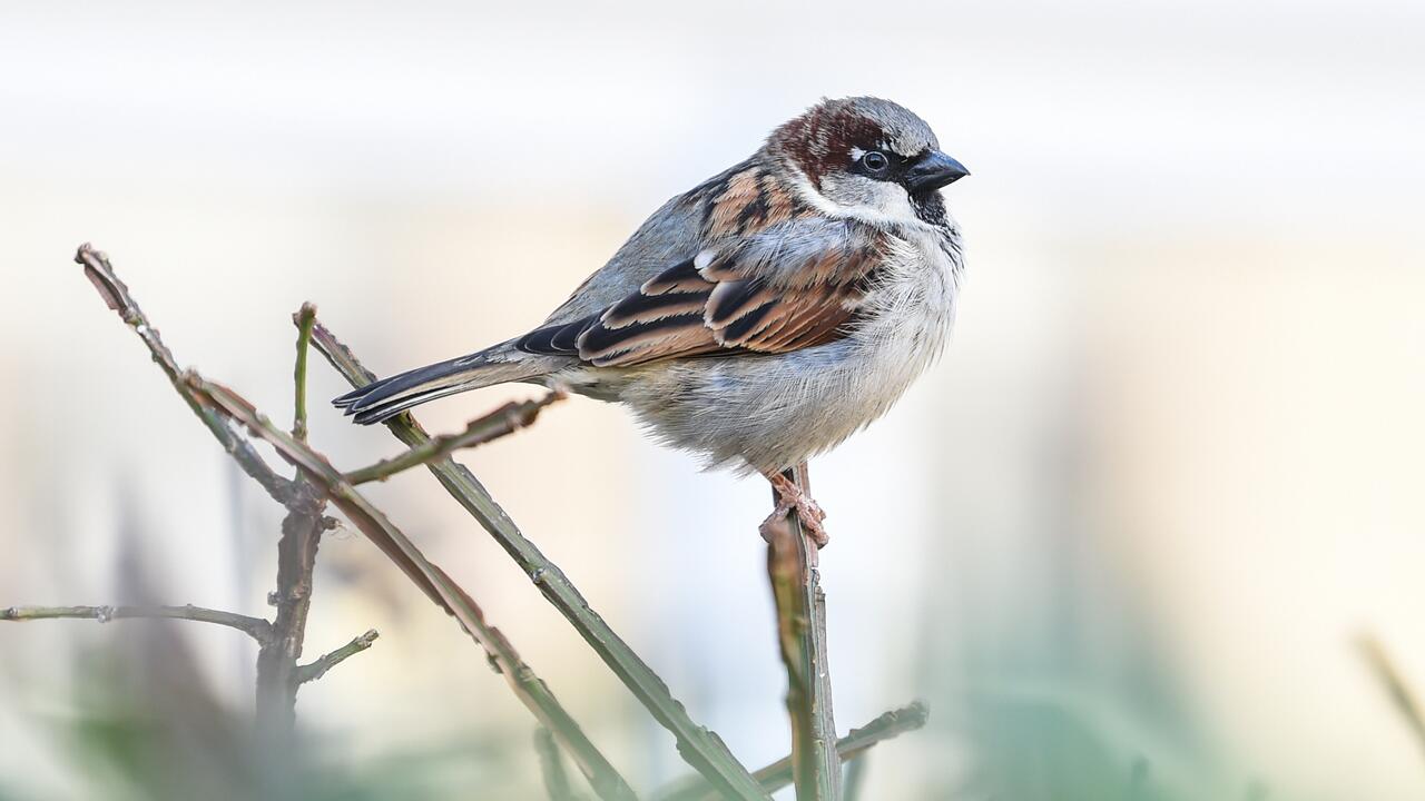 Vogel-Zählaktion soll Hinweise zu Klima-Folgen bringen 