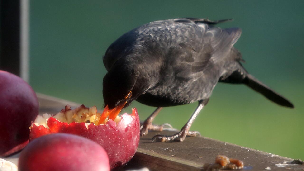 Vogelfütterung im Winter: Amseln fressen gerne Äpfel