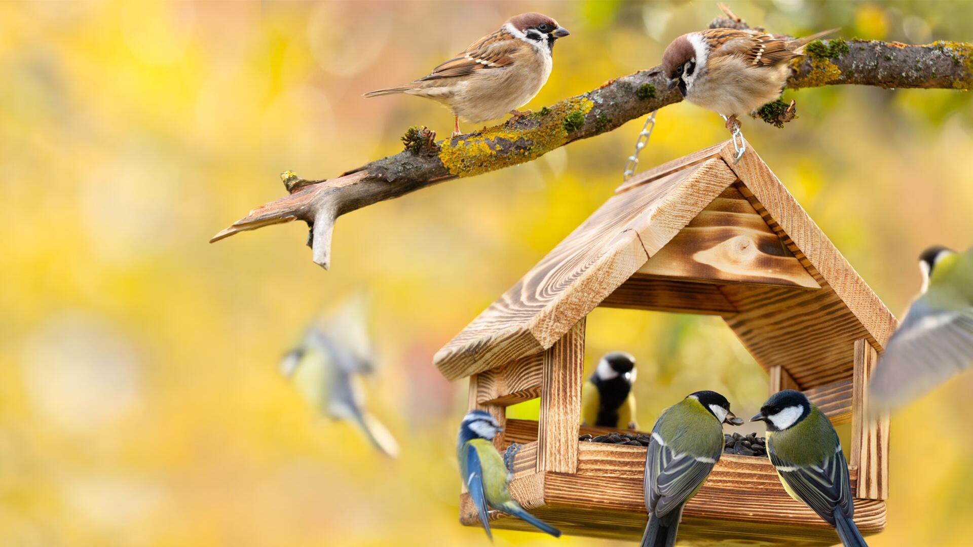 Vogelgrippe: Darf ich Gartenvögel überhaupt noch füttern? Vogelgrippe: Darf ich Gartenvögel überhaupt noch füttern?