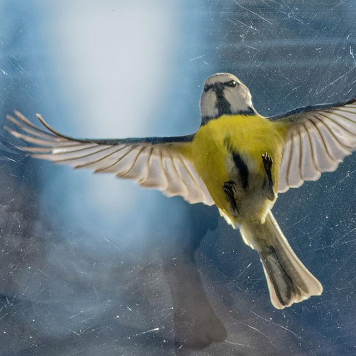 Vogel gegen Fenster geflogen: So helfen Sie dem Tier am besten - ÖKO-TEST