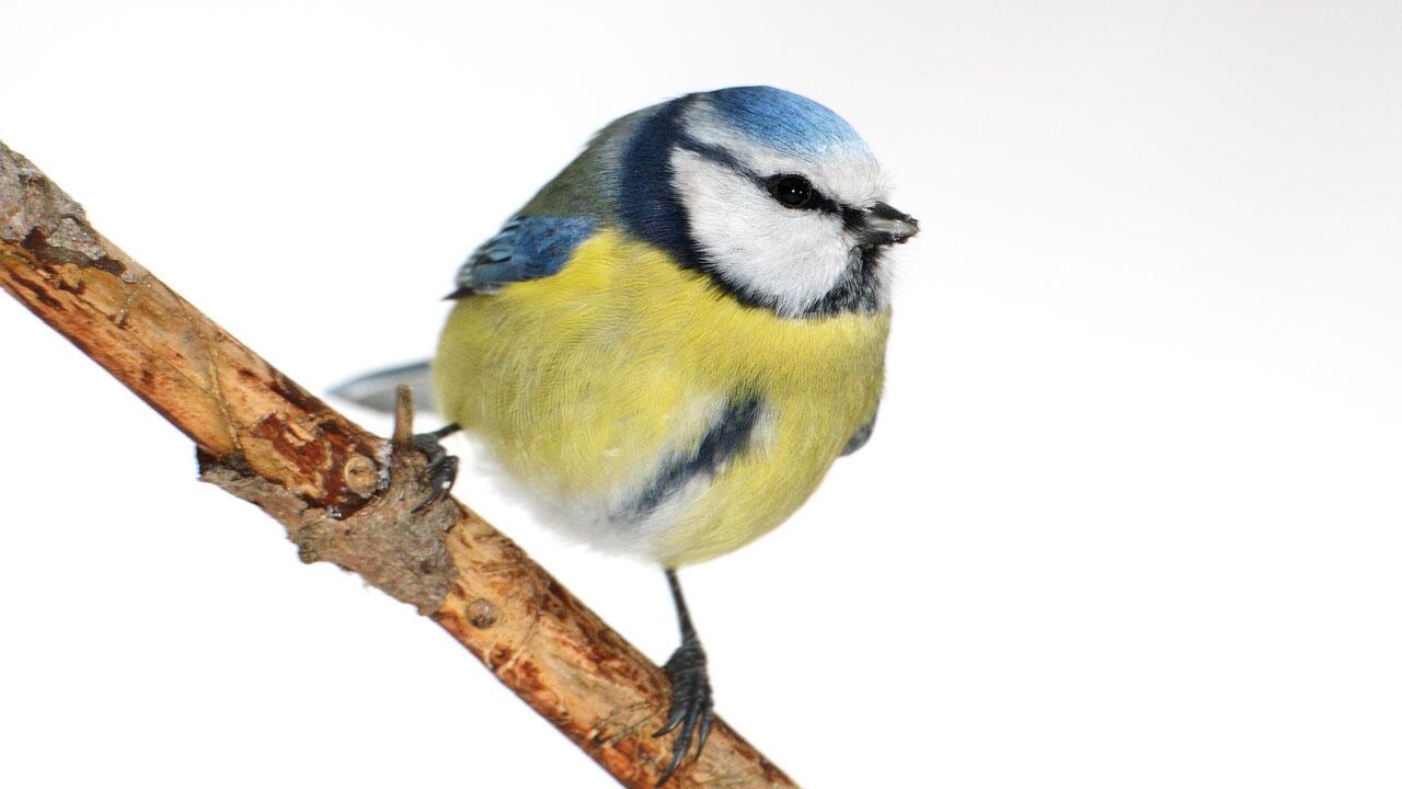 Vogelzählaktion: Wenig Meisen, aber viel Spatzen