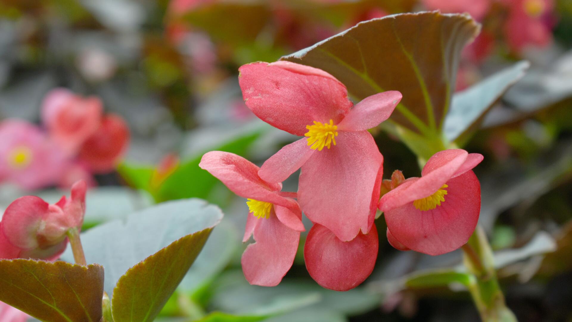 Vorsicht, Frostgefahr! Wann Sie Ihre Begonien spätestens ins Haus holen müssen Vorsicht, Frostgefahr! Wann Sie Ihre Begonien spätestens ins Haus holen müssen