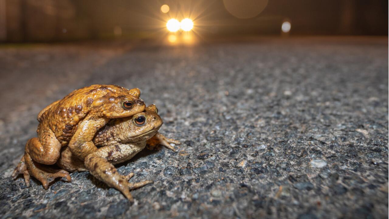 Vorsicht in der Dämmerung: Amphibien gehen im Frühjahr auf Wanderung zu ihren Laichplätzen.