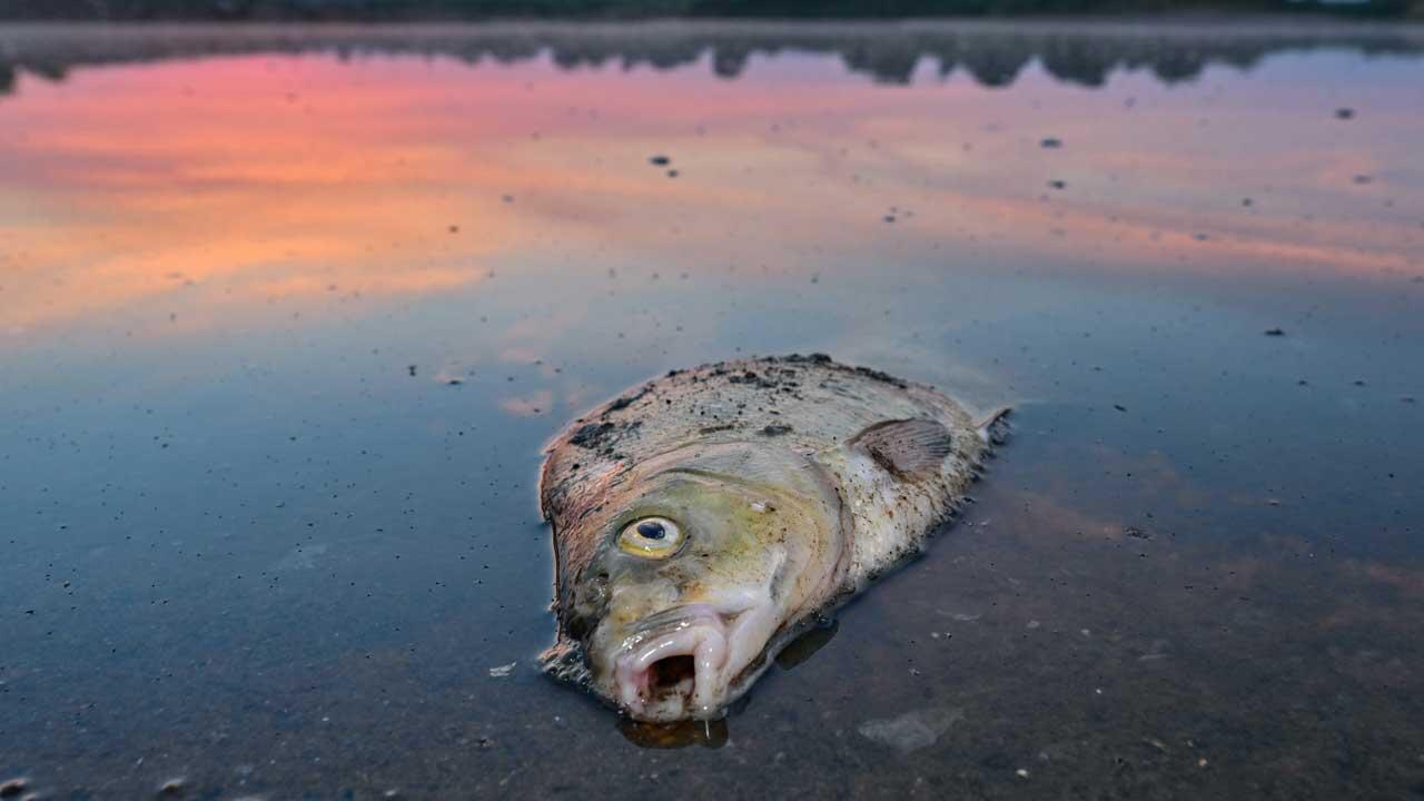 WWF-Bilanz: Fische in der Oder große Verlierer in der Tierwelt 2022