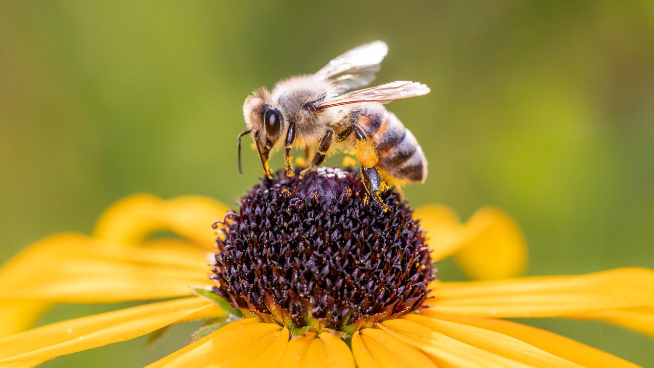 WWF: Insektensterben hat weiter dramatisches Ausmaß