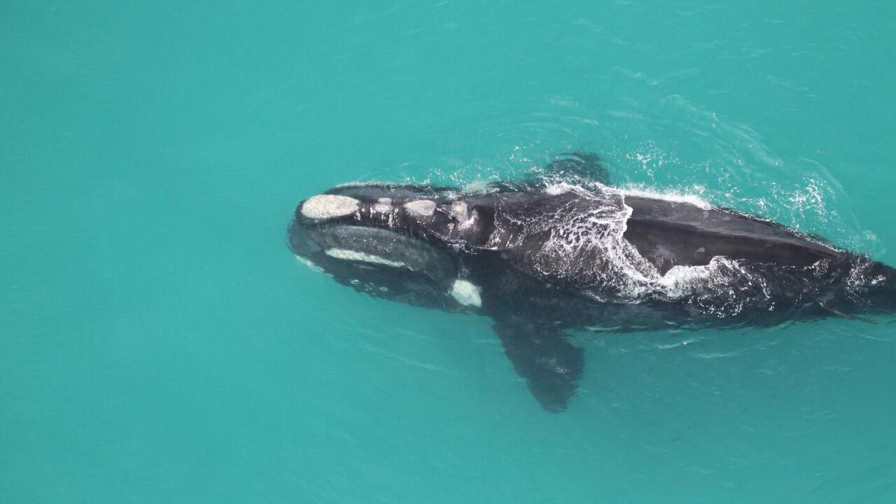 Wale gelten Experten zufolge als ein Frühwarnsystem für die Ozeane.