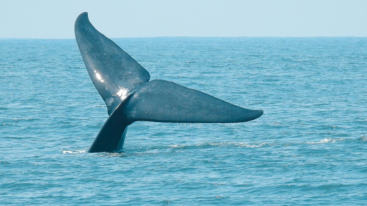 Wale nehmen bis zu zehn Millionen Mikroplastikteile am Tag auf.