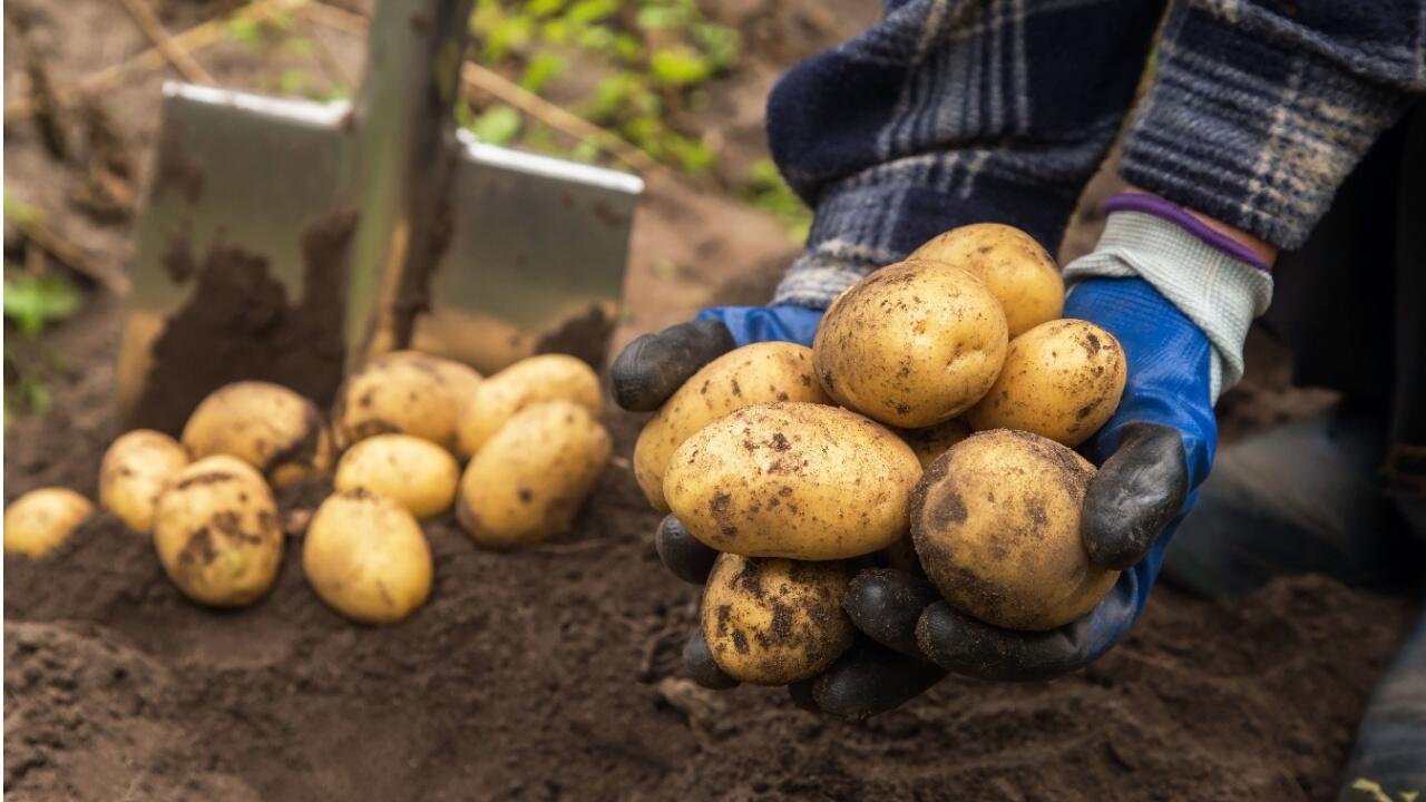 Wann Kartoffeln ernten? Zeit für die Kartoffelernte?