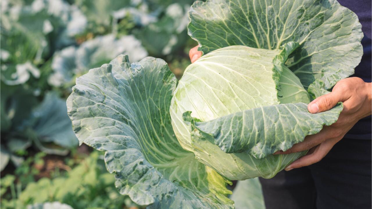 Wann und wie Kohl anbauen? Die besten Tipps für jede Sorte